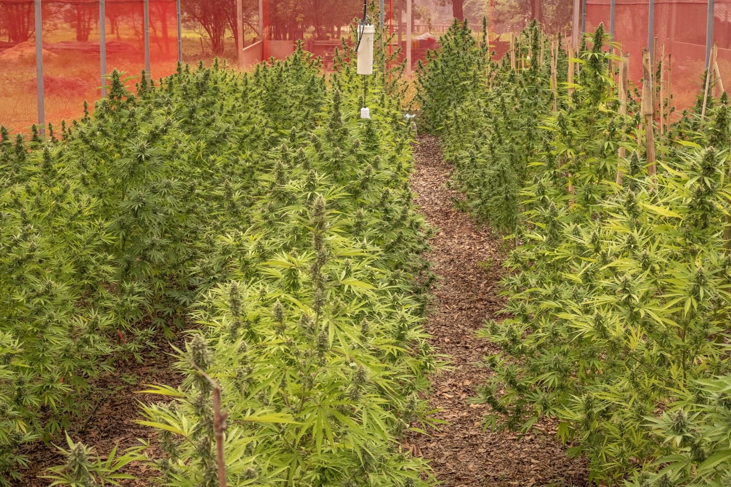 Associação Divina Flor obtém salvo-conduto para cultivo de cannabis medicina