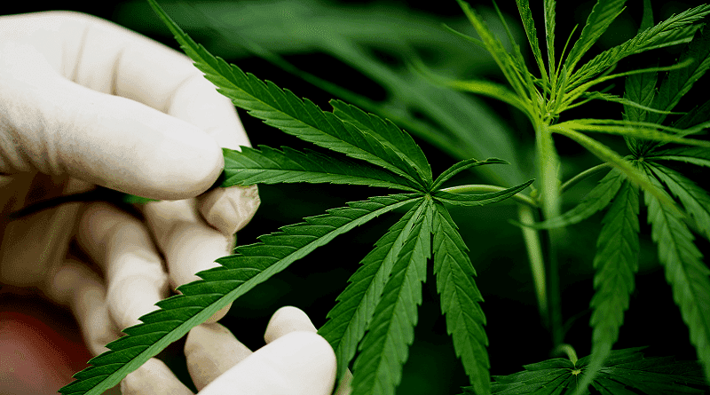 Curso gratuito sobre farmacologia dos canabinoides é oferecido para médicos