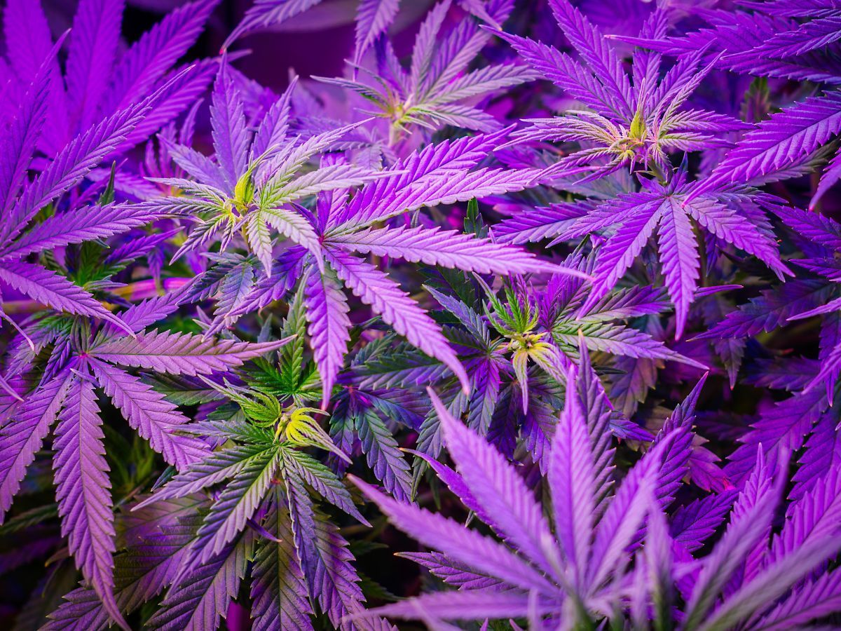 Uso medicinal da cannabis: informação é a cura para mitos e desinformação