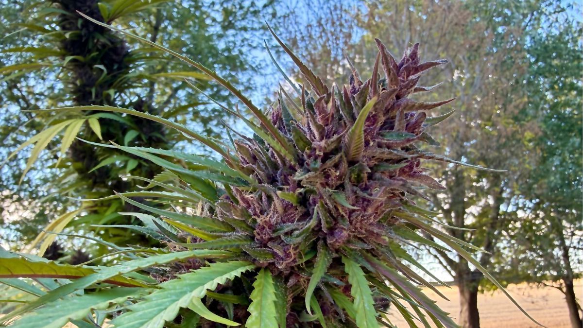 Acesso a tratamentos com flores de cannabis ganha novo impulso no Brasil com respaldo de salvo-conduto judicial