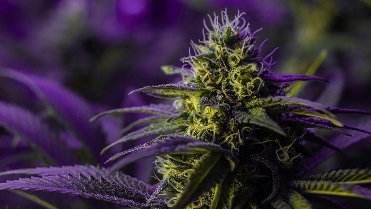 Para não dizer que não falei das flores: bioeconomia e cadeias produtivas de cannabis no Brasil