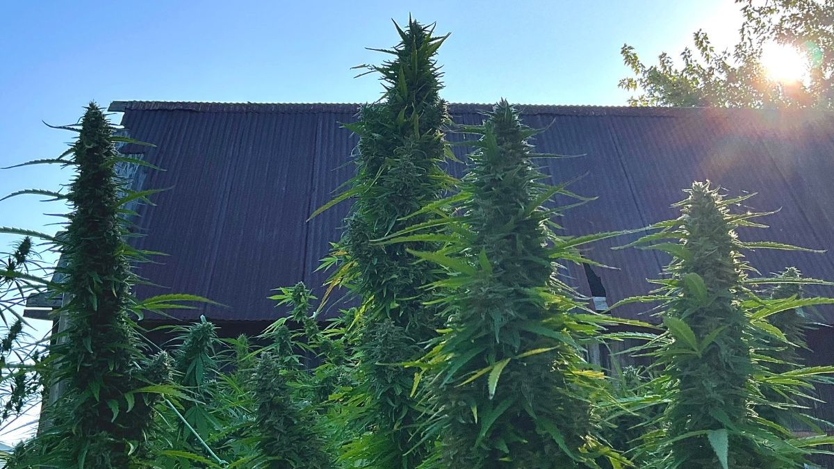 Setor de cannabis no Brasil entra em fase de consolidação e mira integração com o agronegócio