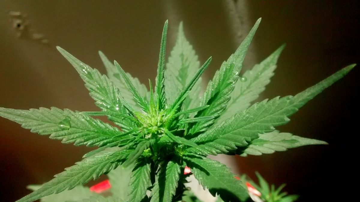 Novo estudo promete distinguir com mais precisão os níveis de THC em plantas de cannabis