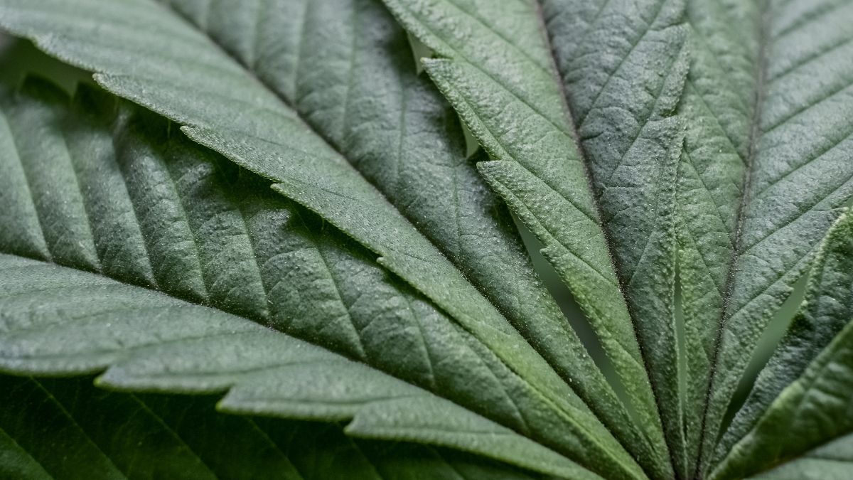 Portaria SDR/MAPA nº 815 abre prazo para sugestões sobre plantas cultivadas no território nacional