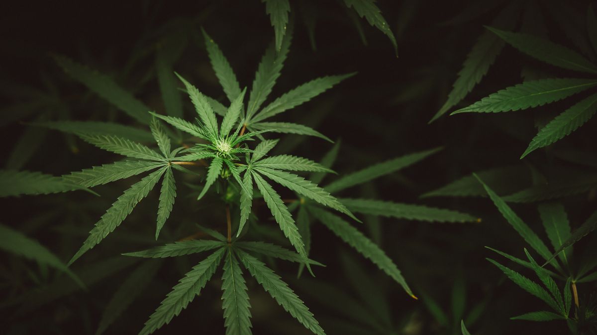 UFPB lança projeto de educação sobre cannabis medicinal para combater desinformação