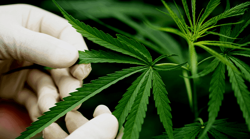 Para avançar como indústria, as empresas devem avançar na implementação de procedimentos e boas práticas para a mitigação de riscos éticos na investigação com cannabis.