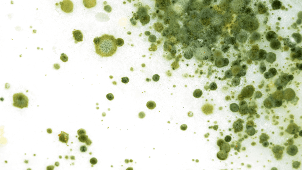 Fungo isolado da Cannabis sativa apresenta potencial antibacteriano e antioxidante, aponta estudo