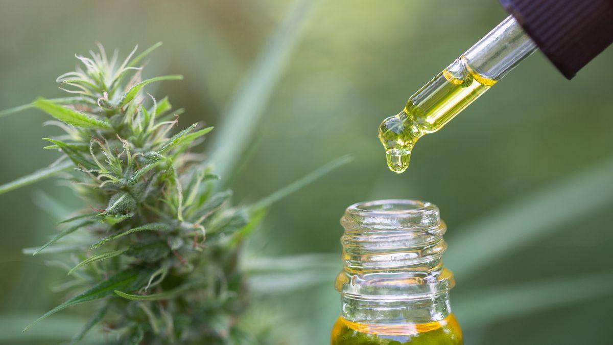 A Guerra do CBD: A revisão da RDC 327 e a disputa pelo mercado de cannabis medicinal brasileiro