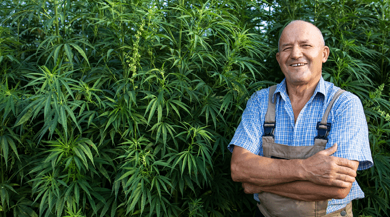 Instituto Nacional de Emprego e Formação Profissional do Uruguai, Inefop, lança programa de treinamento em manejo de cânhamo