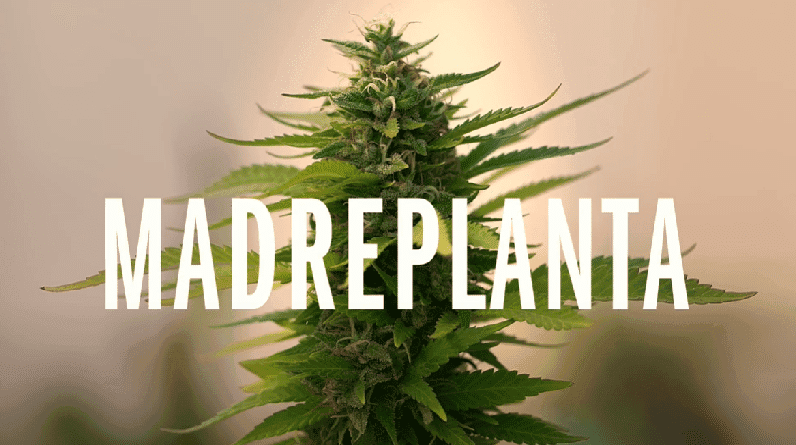 Madre planta: a luta das mães cultivadoras da Argentina e do Chile chega ao cinema