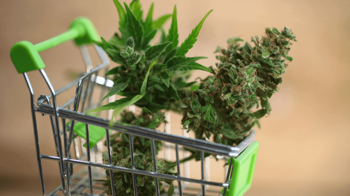 Cannabis Medicinal: A Seleção Natural do Mercado Brasileiro