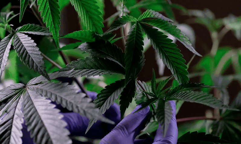 A reclassificação da Cannabis para Schedule III: oportunidades e desafios emergentes