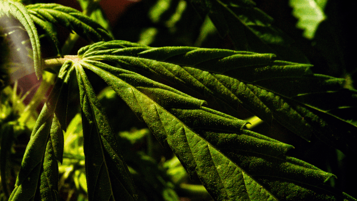 Você sabe o que é mirceno? O terpeno que define o aroma e os efeitos da cannabis