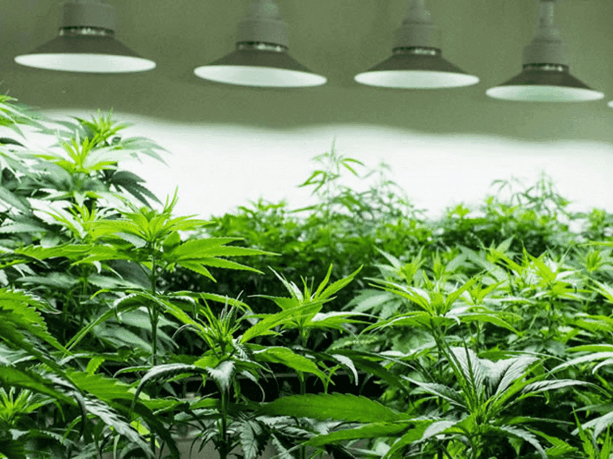 O Cenário atual dos Habeas Corpus para cultivo de cannabis no Brasil