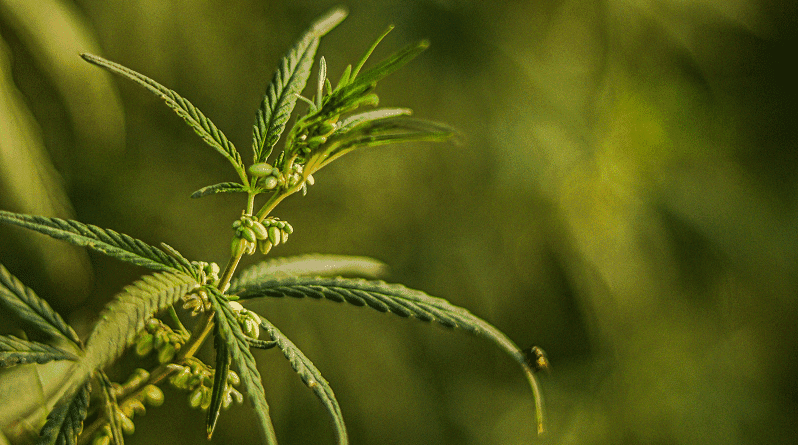 Cânhamo X Eucalipto: duas culturas, muitos impactos e um futuro sustentável