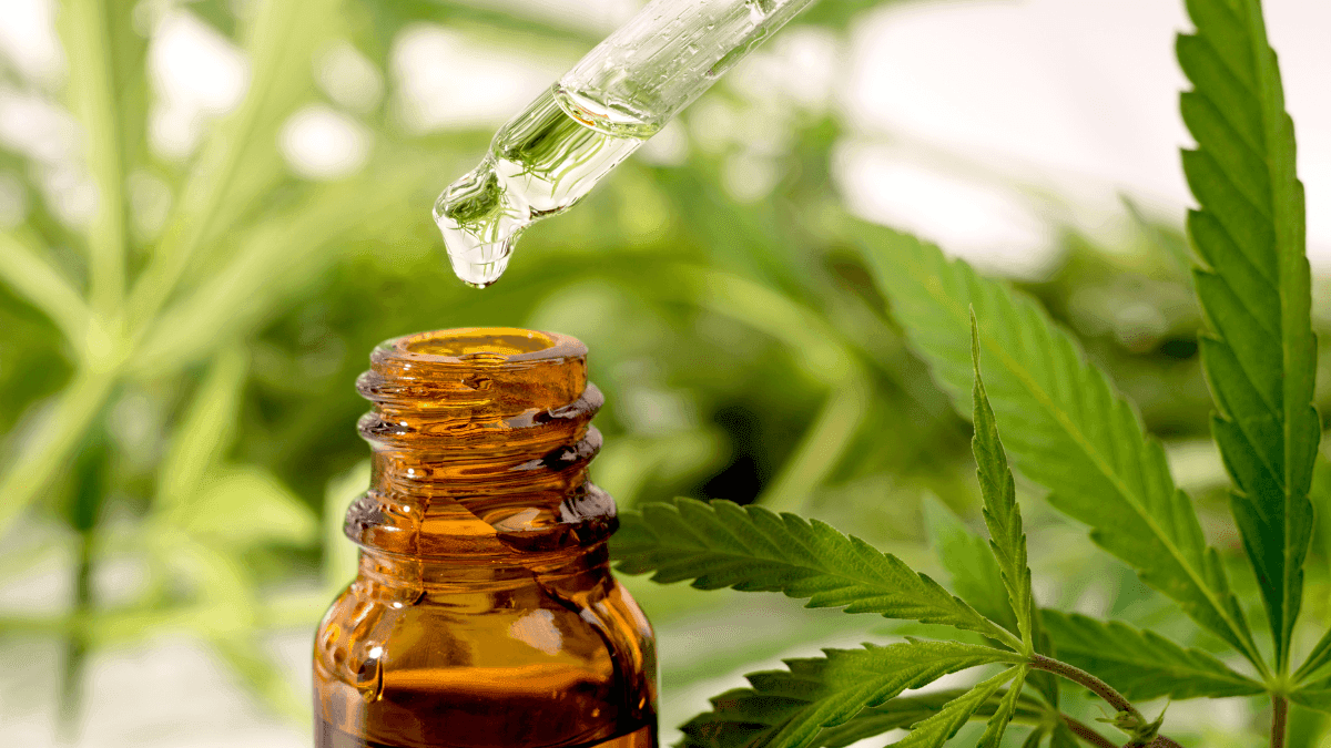 Um ano após sanção, lei da cannabis medicinal em Salvador ainda não saiu do papel