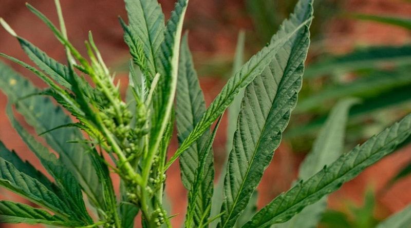 Paraguai é destaque em primeiro evento da cannabis organizado pela ONU