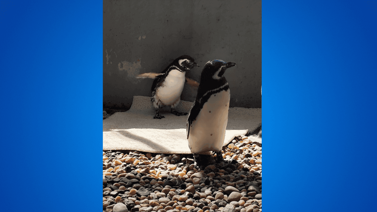Do resgate à recuperação: a jornada de dois pinguins que agora brilham em terras paulistanas