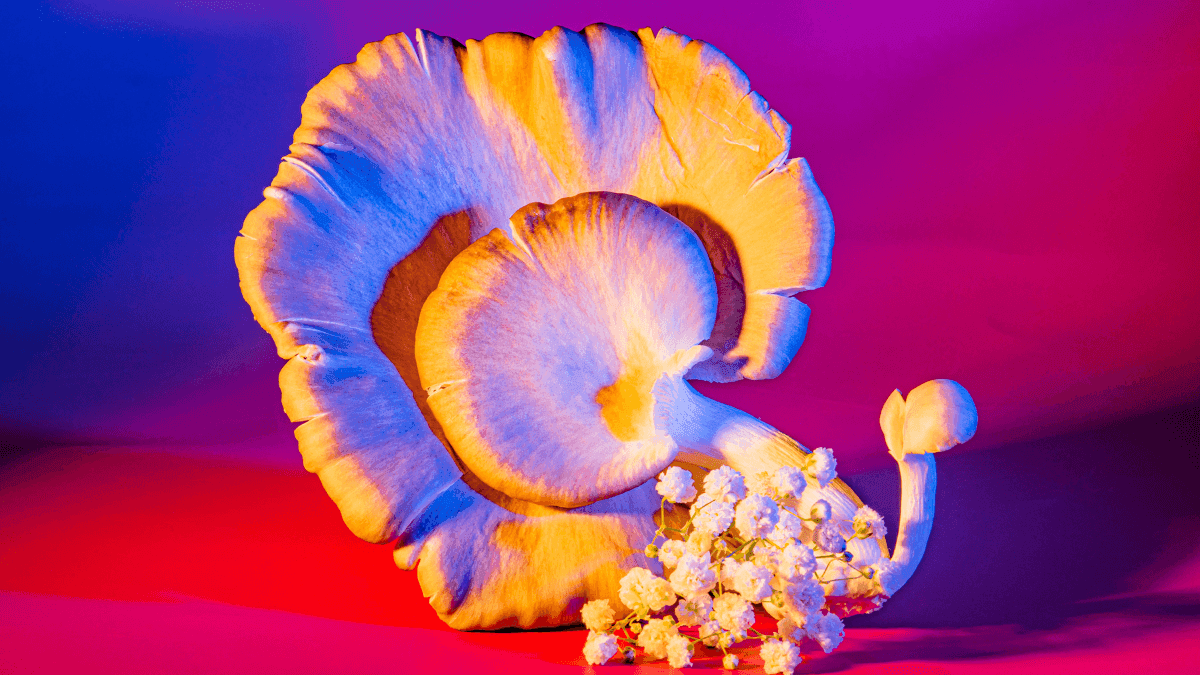 Quando a psilocibina acalma o fim: um sopro de paz para pacientes terminais