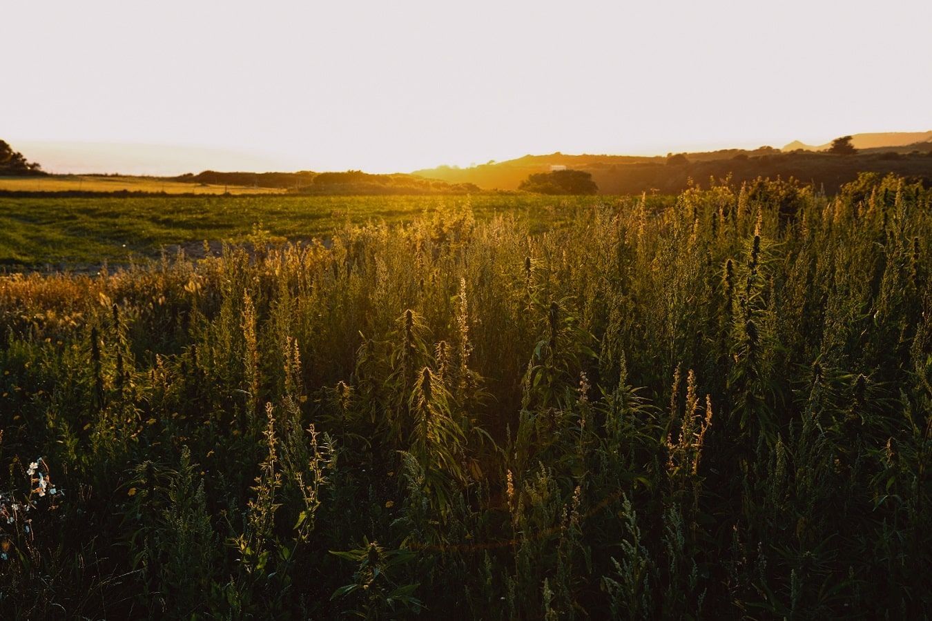 THC em produtos de CBD leva ao fechamento de fazenda de cannabis no Reino Unido