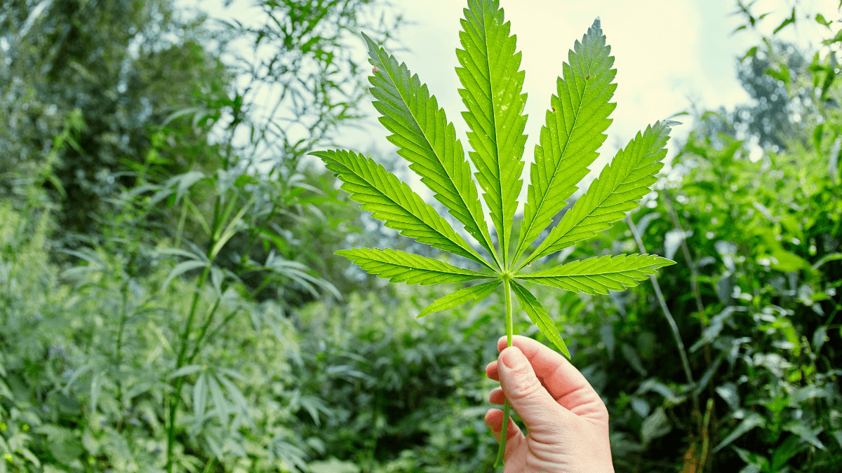 Universidade em Foz do Iguaçu busca voluntários para pesquisa com psicodélicos