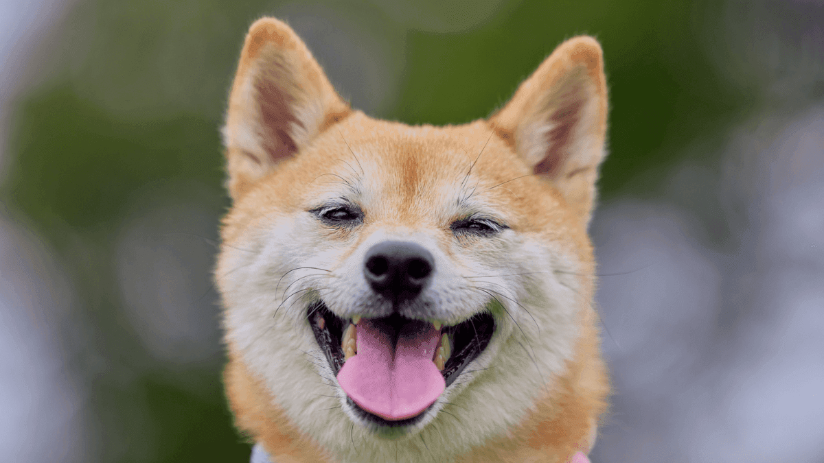 O caminho da cannabis no bem-estar animal é feito de ciência, empatia e novas esperanças