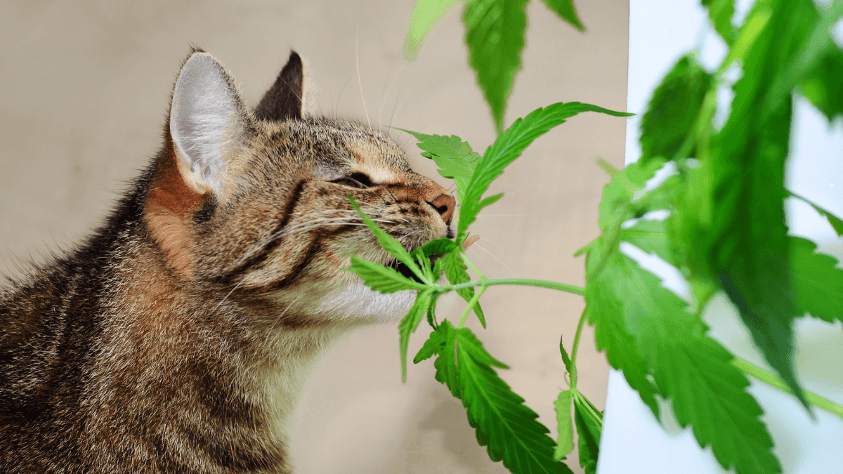 Como a cannabis transforma a medicina animal