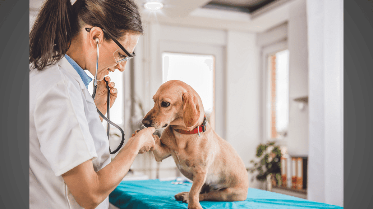 CBD mostra eficácia em osteoartrite, epilepsia e inflamações caninas, aponta estudo