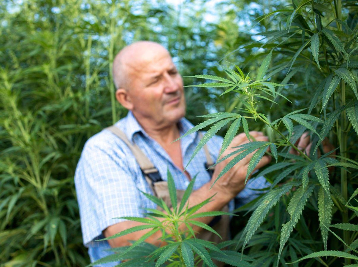 Mercado internacional de cannabis: novas tendências