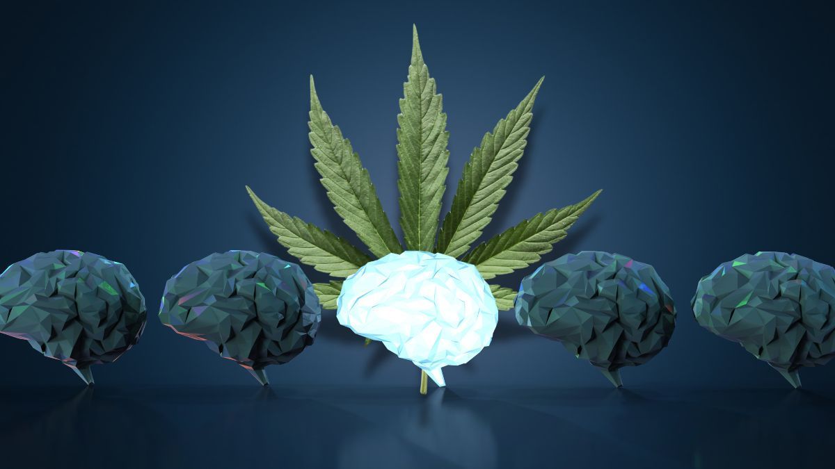 Imagem ilustrativa de cérebro humano com destaque para áreas ligadas à memória e ao córtex pré-frontal, associadas a estudos sobre uso de cannabis na adolescência