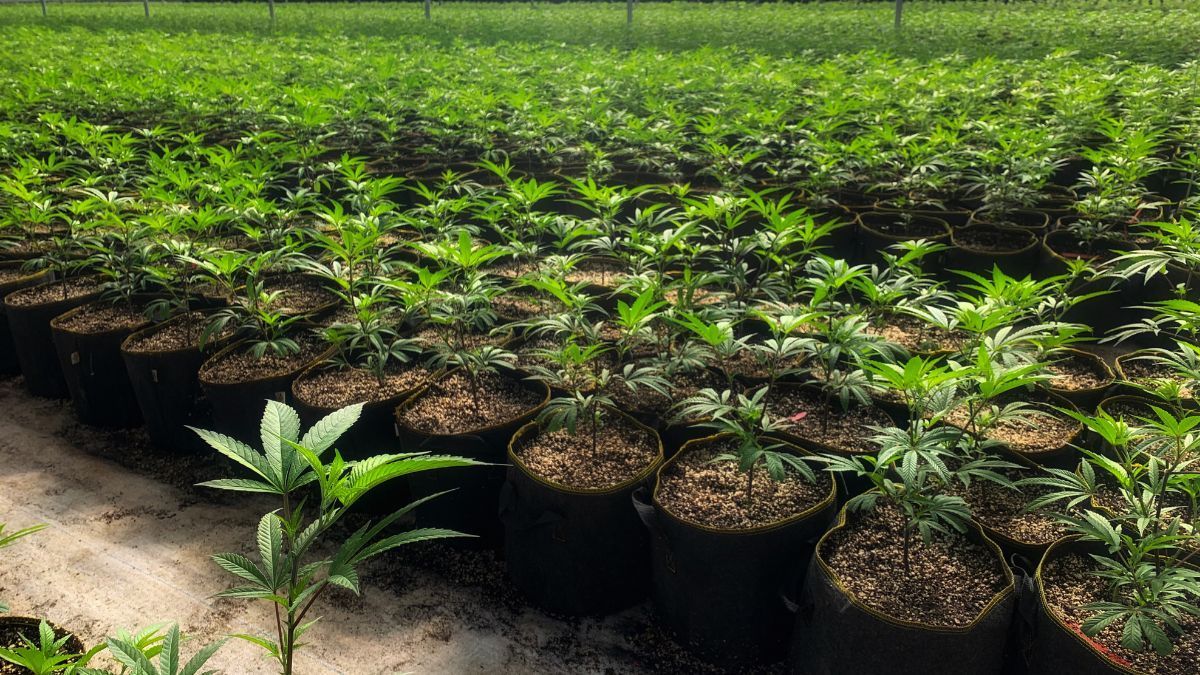 Associações ganham espaço no debate sobre regulamentação do cultivo de cannabis no Brasil