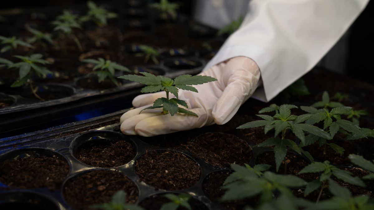 PL 399, PL 5511, Mara Gabrilli, Frente Parlamentar da Cannabis, cânhamo industrial, Anvisa, marco legal da cannabis