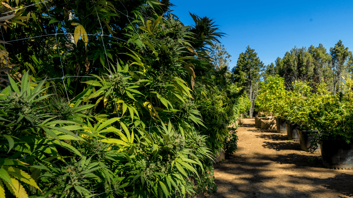 Plantação de cannabis em cultivo agrícola nos Estados Unidos, tema relacionado à repressão de plantações ilegais no estado de Oklahoma