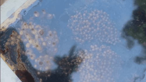 Imagem da noticia: Pesquisador da Embrapa apresenta proposta para produção de mel com flor de cannabis na COP 30