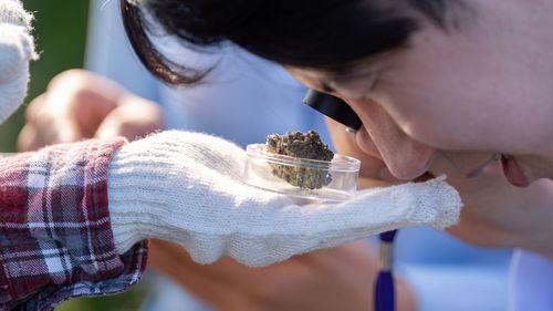 TER - Ministério analisa pedido de classificação de nova variedade de Cannabis