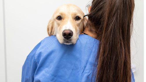 Imagem da noticia: Cannabis veterinária: doenças em animais que podem ser tratadas com a planta