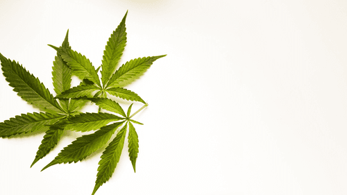 Imagem da noticia: Europa avança na avaliação de risco do Δ8-THC em alimentos de cânhamo