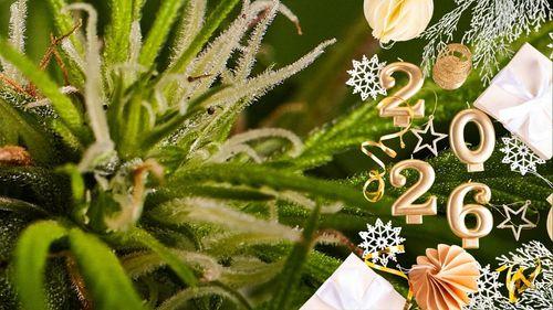 Sexta (09/01), às Xh - O Ano da Cannabis: tendências e projeções para o mercado de cannabis em 2026