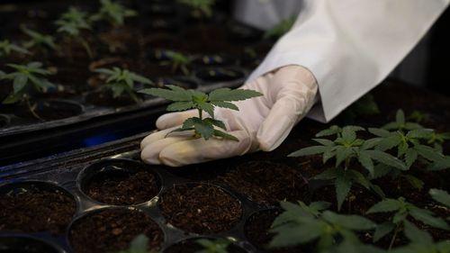 Imagem da noticia: Anvisa recebe estudos sobre cultivo de Cannabis até 12 de dezembro