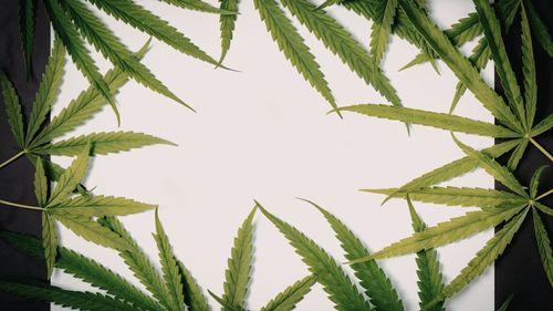 Imagem da noticia: Análise da proposta de Sandbox Regulatório da ANVISA para pesquisa com Cannabis Medicinal