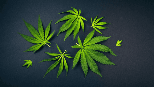 SEX - Cannabis traz respiro imediato para sintomas do autismo, sugere levantamento