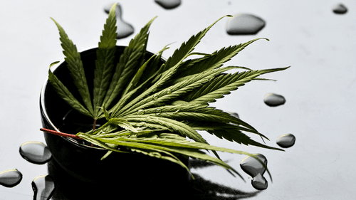 Estudo aponta alívio sustentado da depressão resistente com cannabis medicinal