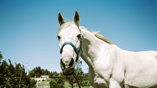 Imagem da noticia: Da dor ao alívio: como a cannabis apoia pets e cavalos
