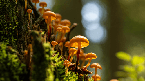 Imagem da noticia: Cogumelo shiitake pode virar chip vivo e sustentável, dizem pesquisadores