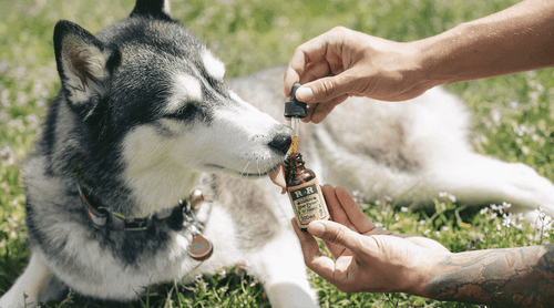Imagem da noticia: Cannabis medicinal avança na saúde animal e expõe urgência regulatória no Brasil