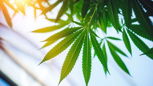 Imagem da noticia: Cidade do Novo México rejeita comércio de cannabis a pedido do Texas