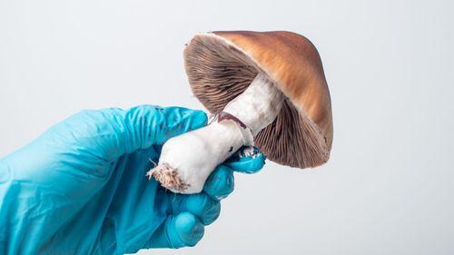 Imagem da noticia: Psicodélicos, Cannabis e o Futuro da Medicina Integrativa