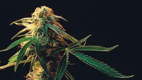 Da luz ao fitocomposto: cultivo indoor e modulação ambiental como alternativa inovadora na produção de cannabis medicinal