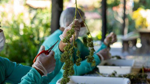 Imagem da noticia: Seminário na UFRRJ discute futuro da cannabis medicinal e impactos da regulamentação no Brasil