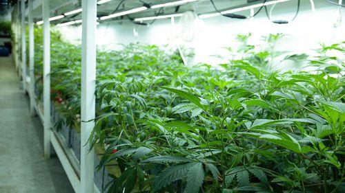 Imagem da noticia: Alemanha se aproxima de 400 associações de cannabis e consolida modelo de cultivo coletivo